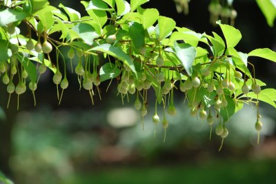Styrax japonica - sturač japonský - větévka s plody